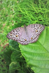 Junonia atlites atlites