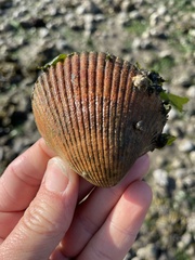 Clinocardium nuttallii