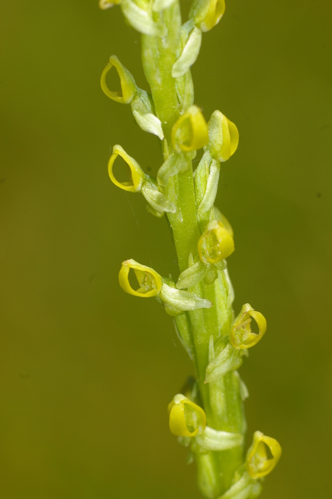 Yosemite Bog Orchid