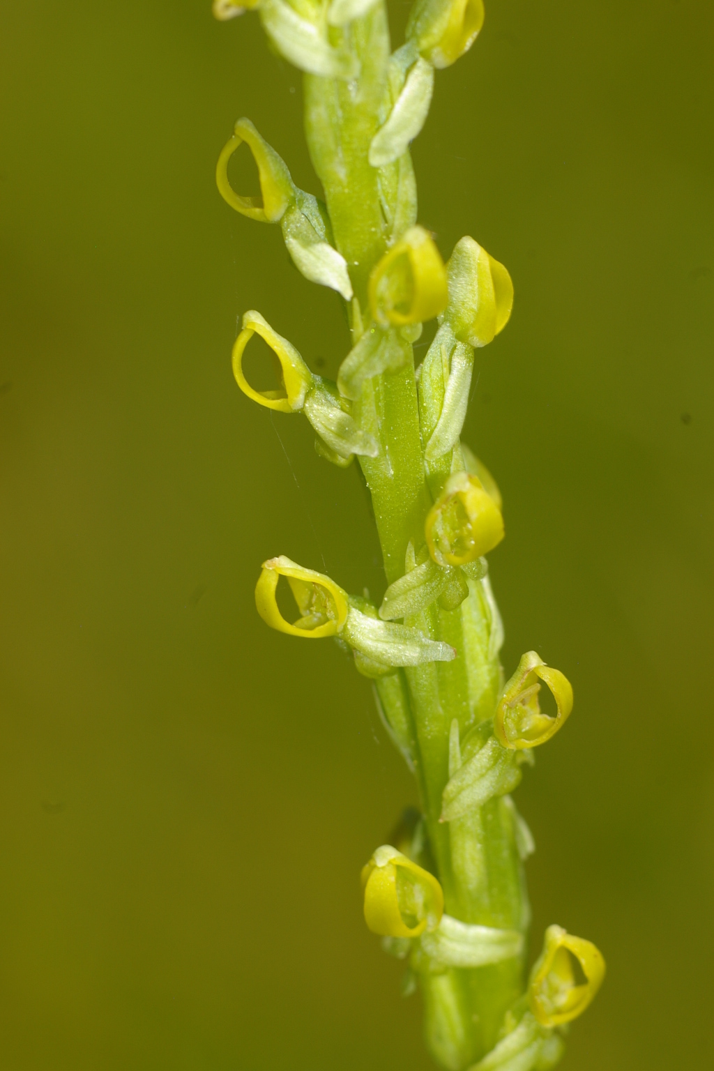 Platanthera yosemitensis