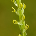 Yosemite Bog Orchid - Photo (c) mlarocque1962, some rights reserved (CC BY-NC)