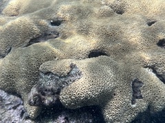 Palythoa caribaeorum