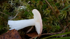 Russula betularum