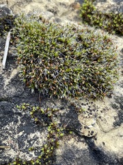 Grimmia pulvinata