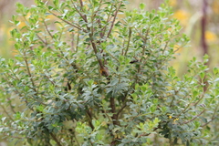 Baccharis conferta