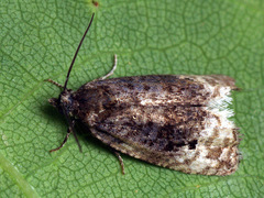 Hedya atropunctana