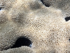 Palythoa caribaeorum