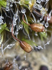Grimmia pulvinata