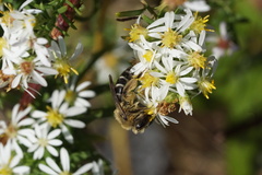 Callandrena