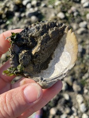 Clinocardium nuttallii