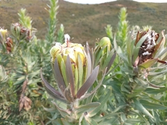 Protea coronata