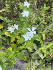 Plumbago zeylanica