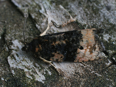 Hedya atropunctana