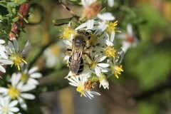 Callandrena