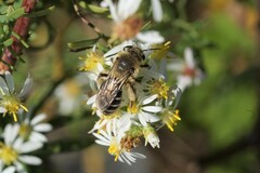 Callandrena