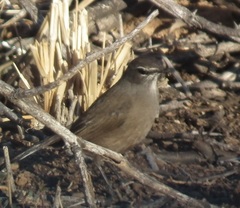 Cercotrichas coryphoeus coryphoeus