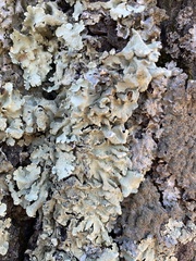 Crespoa crozalsiana