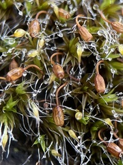 Grimmia pulvinata