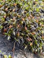 Grimmia pulvinata