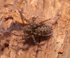 Tegenaria