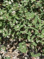 Euphorbia capitellata
