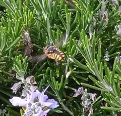 Anthidium florentinum