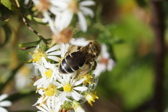 Callandrena
