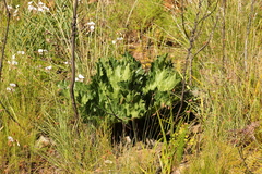 Lichtensteinia lacera