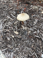 Chlorophyllum molybdites image