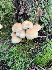 Hypholoma