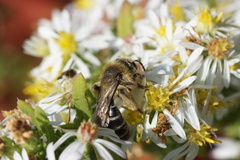 Callandrena