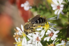 Callandrena