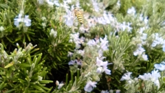 Anthidium florentinum