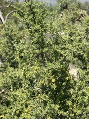 Condalia warnockii