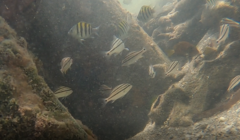 Acanthuridae