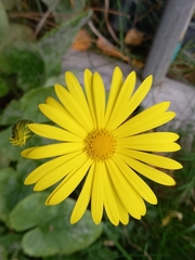 Doronicum