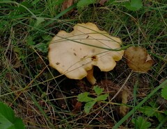 Cantharellus cibarius