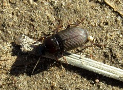 Anisodactylus binotatus