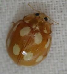 Calvia decemguttata
