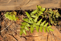 Pellaea pteroides