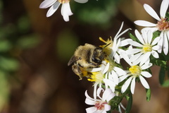 Callandrena