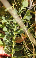 Rafnia amplexicaulis