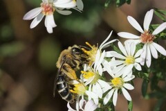 Callandrena