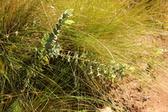 Rafnia amplexicaulis