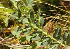 Rafnia amplexicaulis