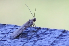 Micropterix