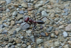Cataglyphis nodus
