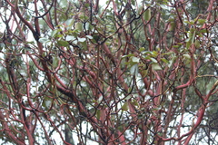 Arbutus xalapensis
