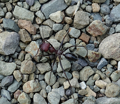 Cataglyphis nodus