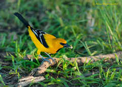 Icterus nigrogularis